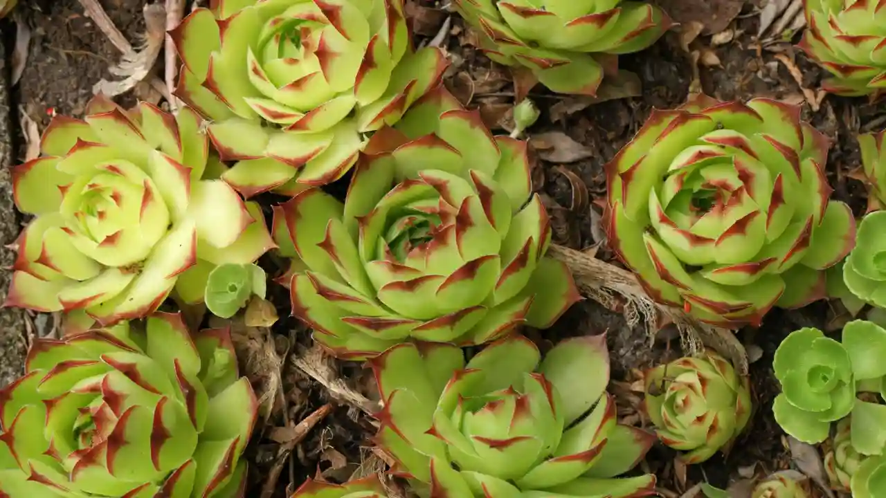 Sempervivum Little Bobo