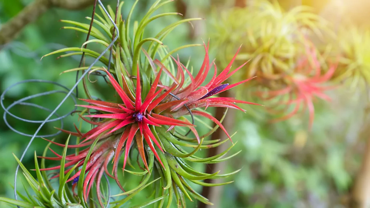 Sky plant