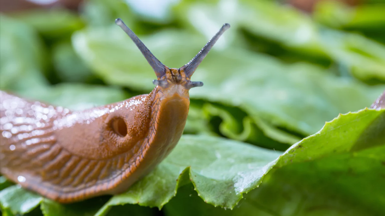 Slugs tentacles