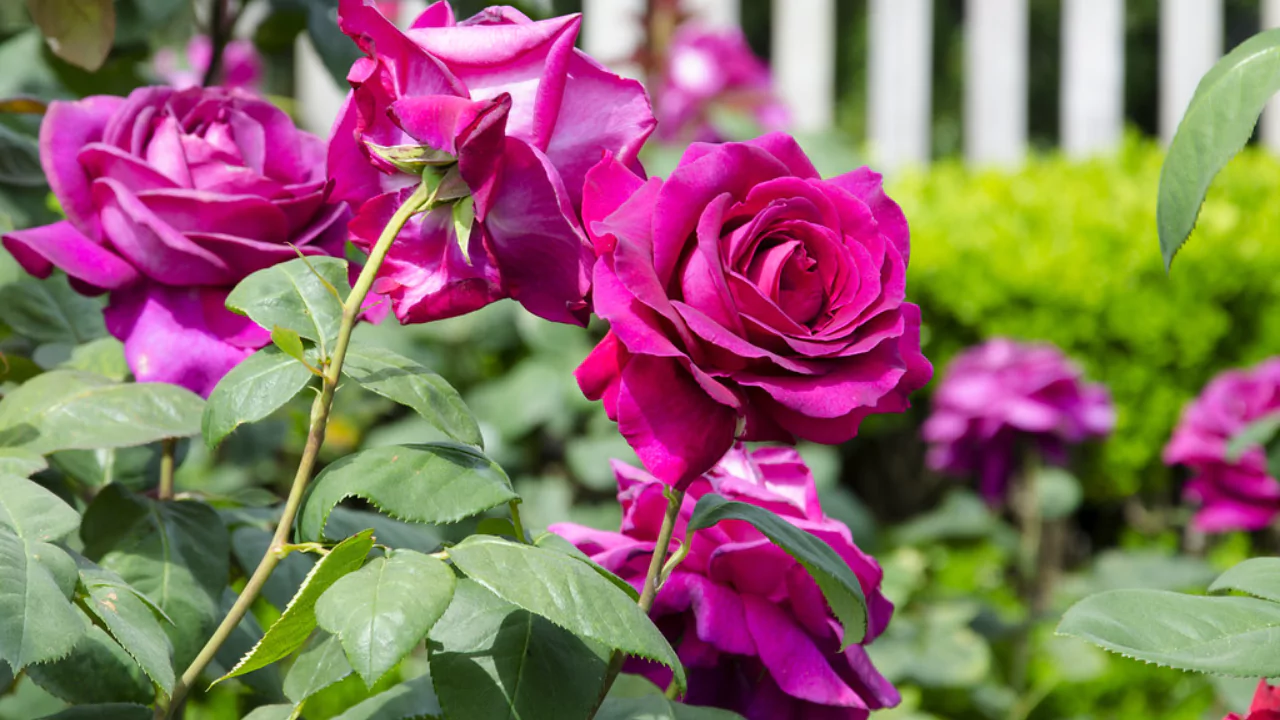 11 Different Varieties of Thornless Roses