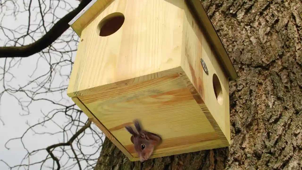 Do Squirrels Come Back to the Same Place Each Year? 3 Some squirrels find homes in next boxes and often unused bird