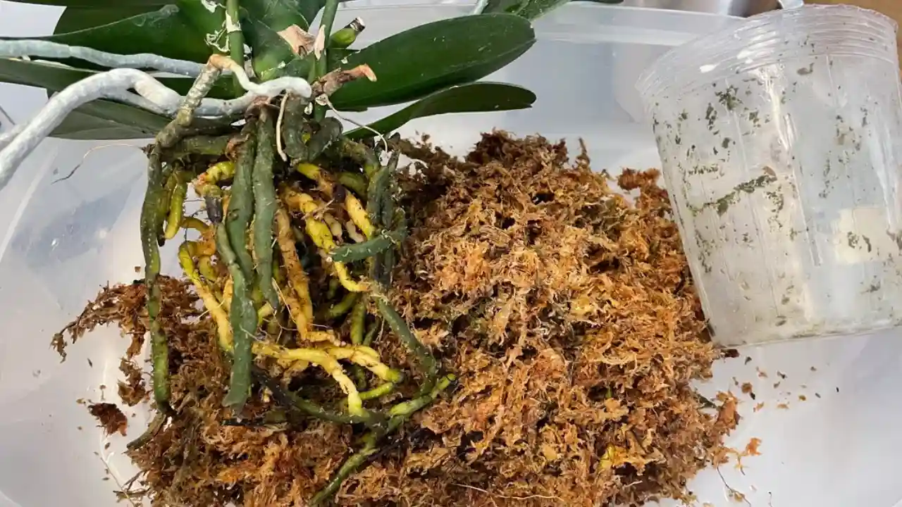 New Zealand Sphagnum Moss For Orchids (How To Use Correctly) 4 Sphagnum moss for Orchids 1