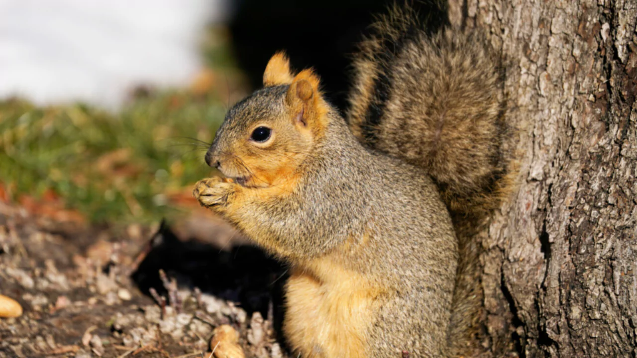 Do Squirrels Come Back to the Same Place Each Year? 2 Squirrel tree dens are rarely abandoned