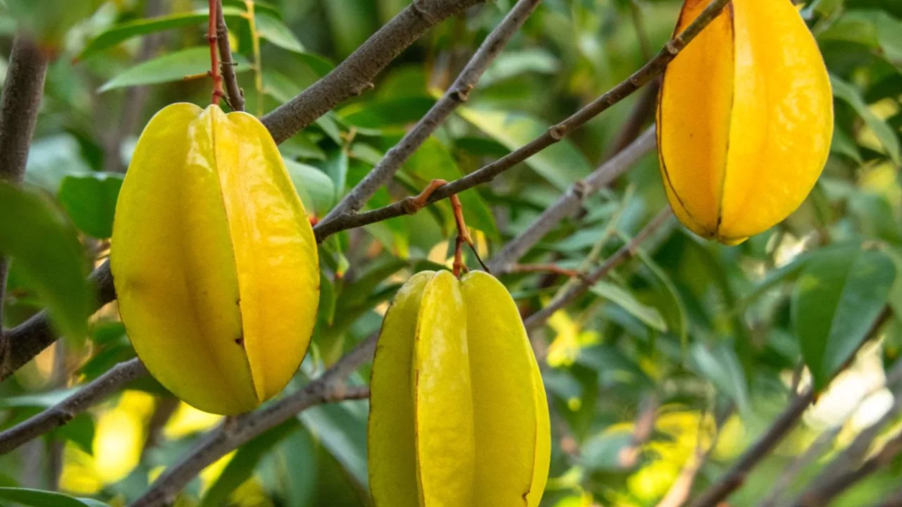 21 Yellow Fruits – Some May be New to You! 17 Star Fruit