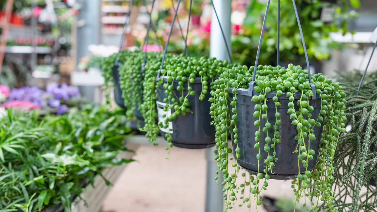 String Of Pearls