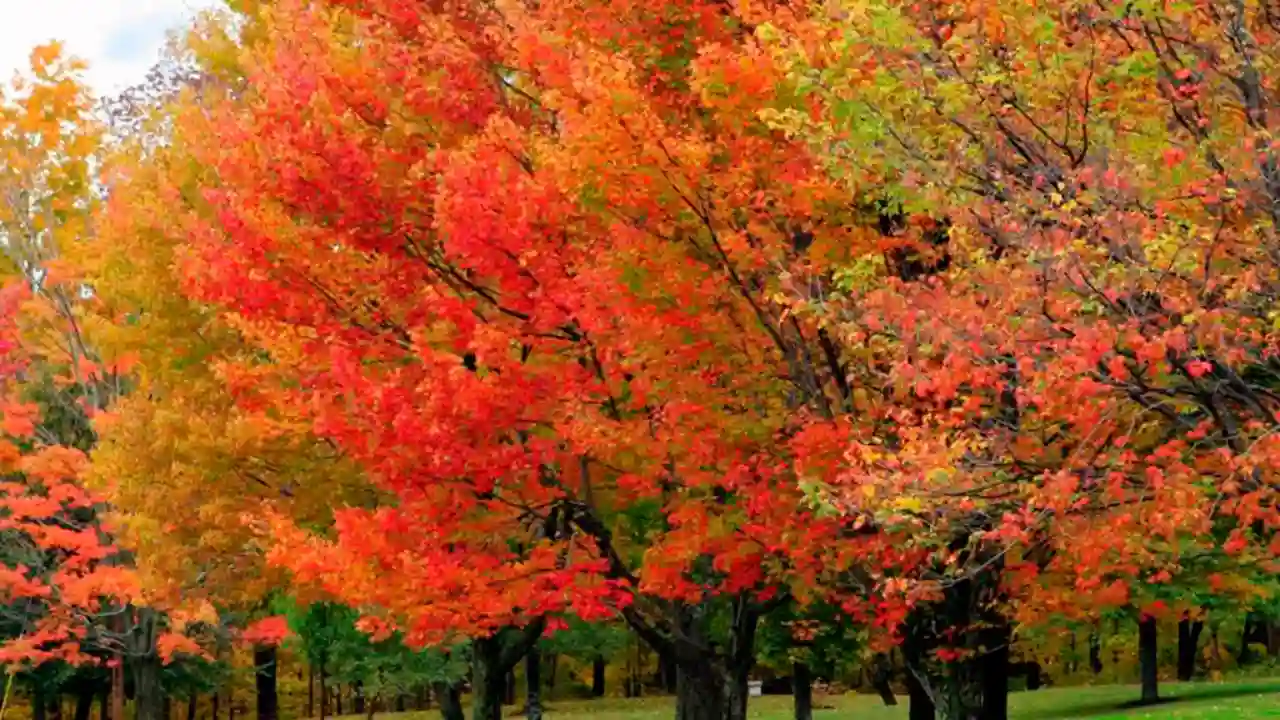 Sugar Maple