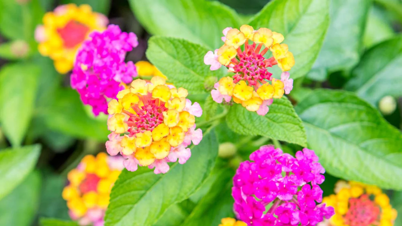 Low Maintenance Plants for Arizona 