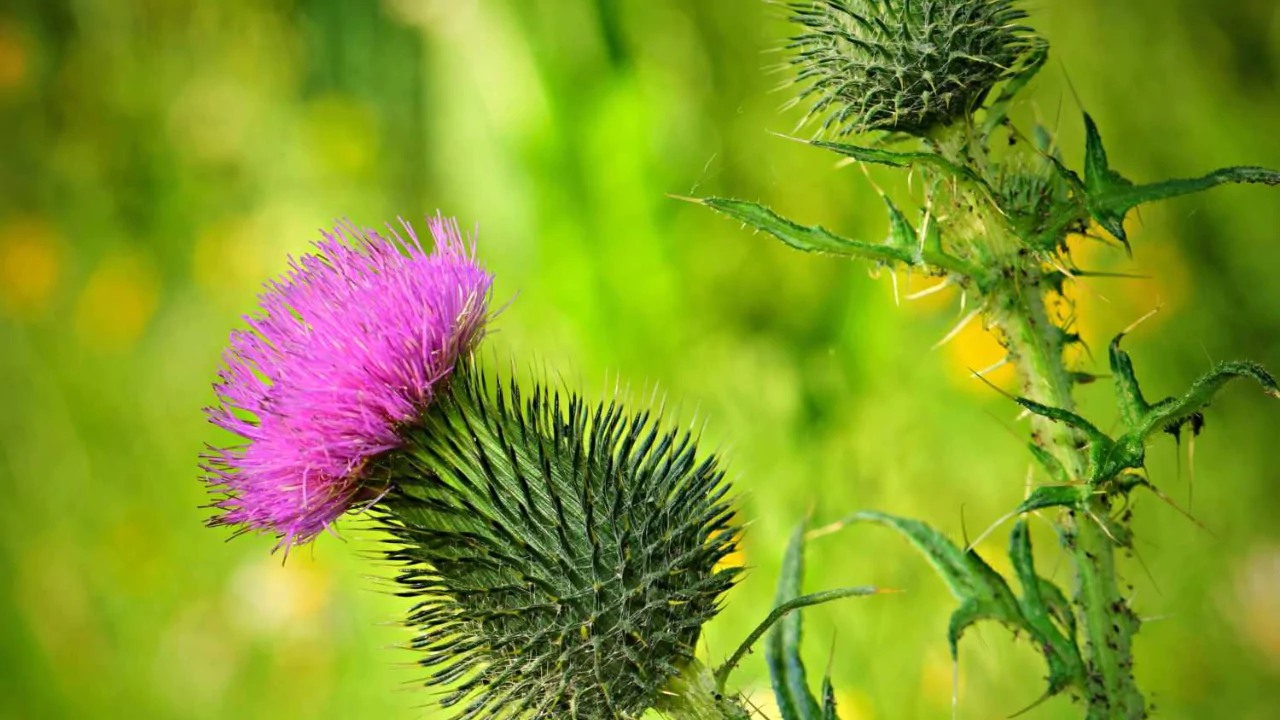 8 Plants That Do Not Like Pine Needles 6 Thistles