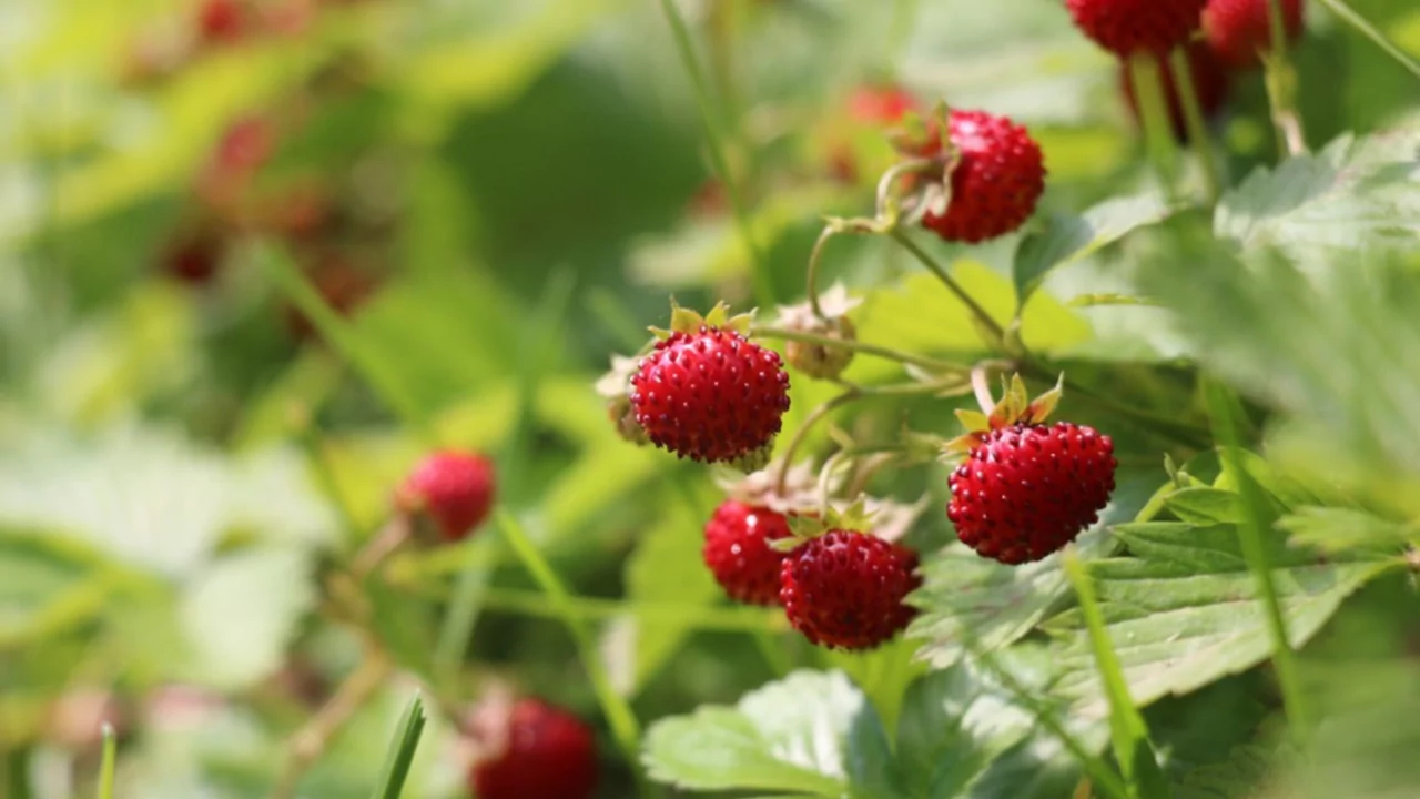 Is Eating Wild Strawberries Dangerous