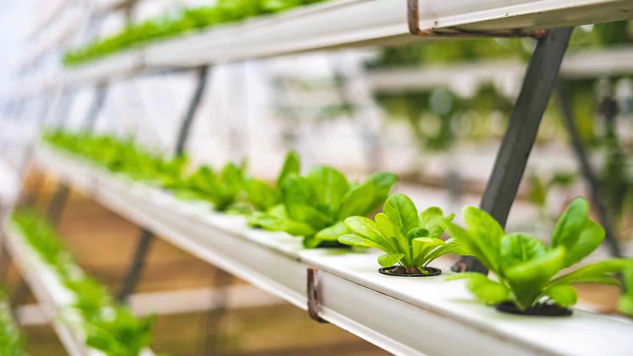 Best pH Level for Hydroponic (Hydroponic pH Level Chart) 2 Tips for managing the pH in hydroponics