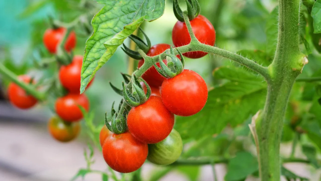 Tomato growing 1