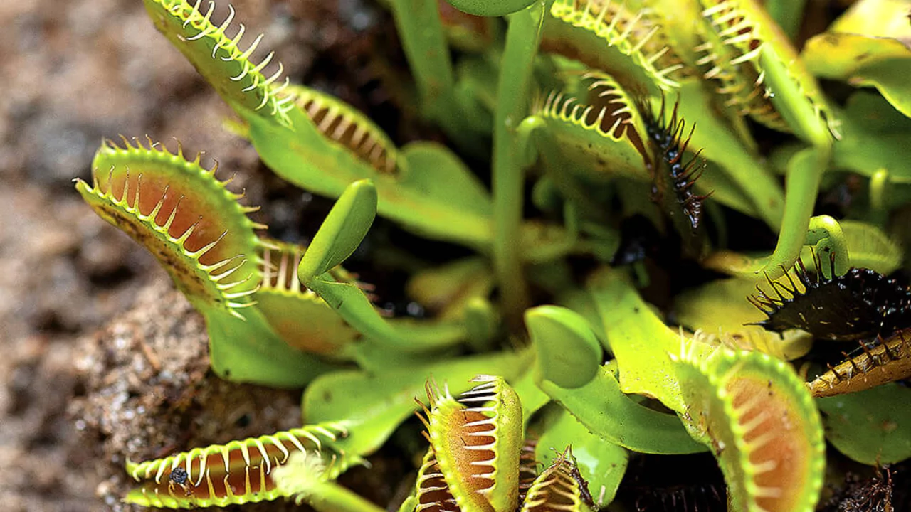 Best Grow Light For Venus Fly Trap To Buy 1 Venus flytrap