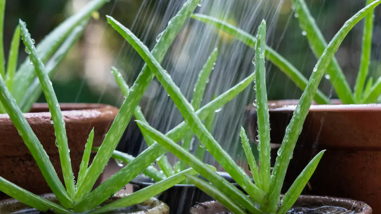 Great Advice for Reviving Sunburnt Aloe Vera Plants 5 Watering aloe vera basics