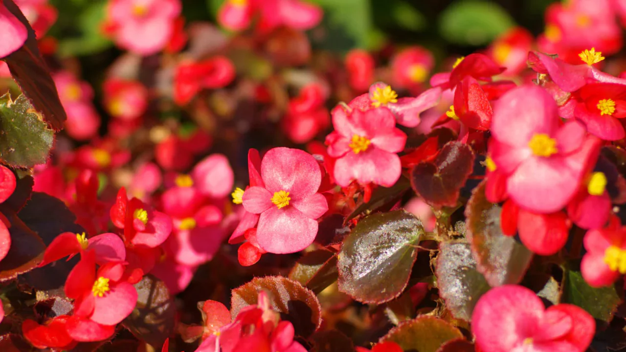 Wax Begonia