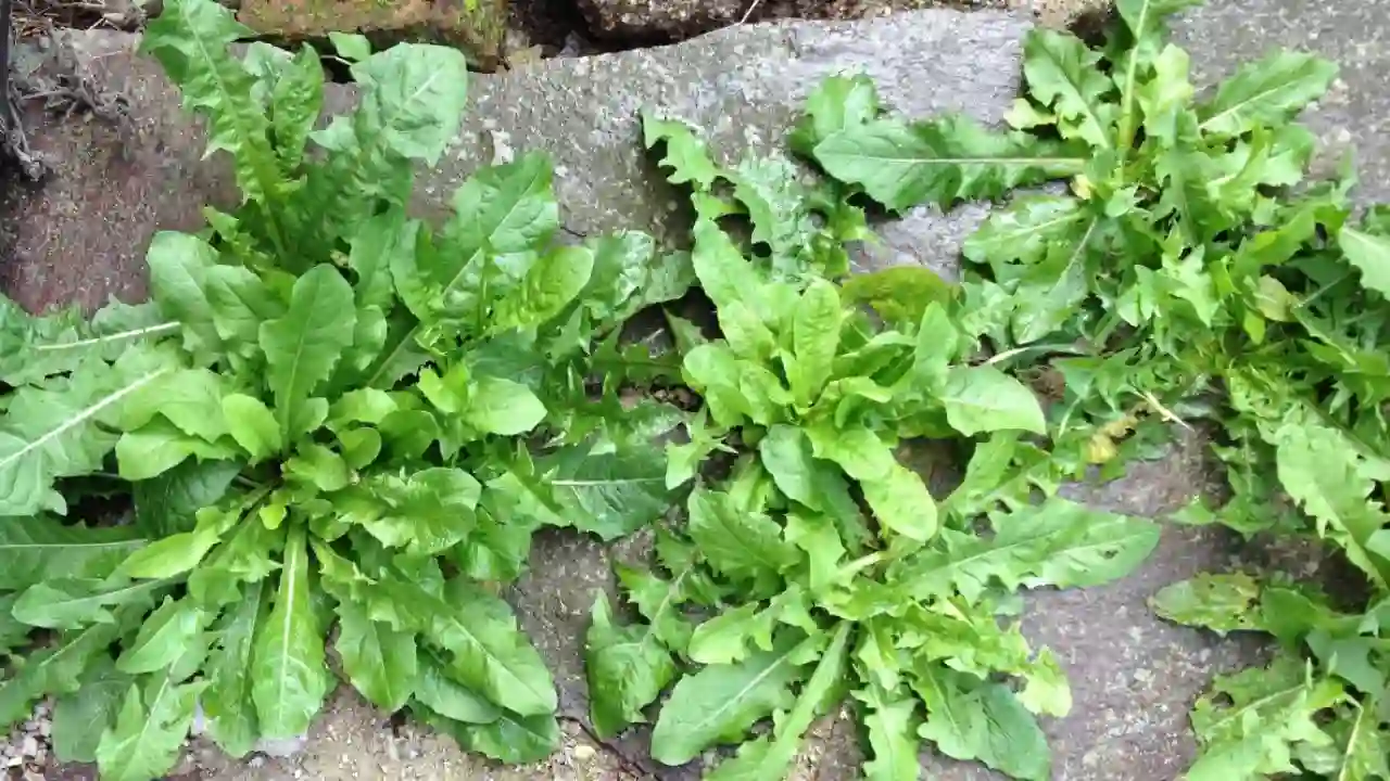 Weeds are less likely
