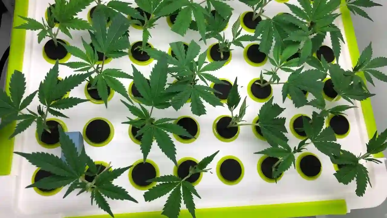 What Prevents Rooting in Aeroponic Cloners