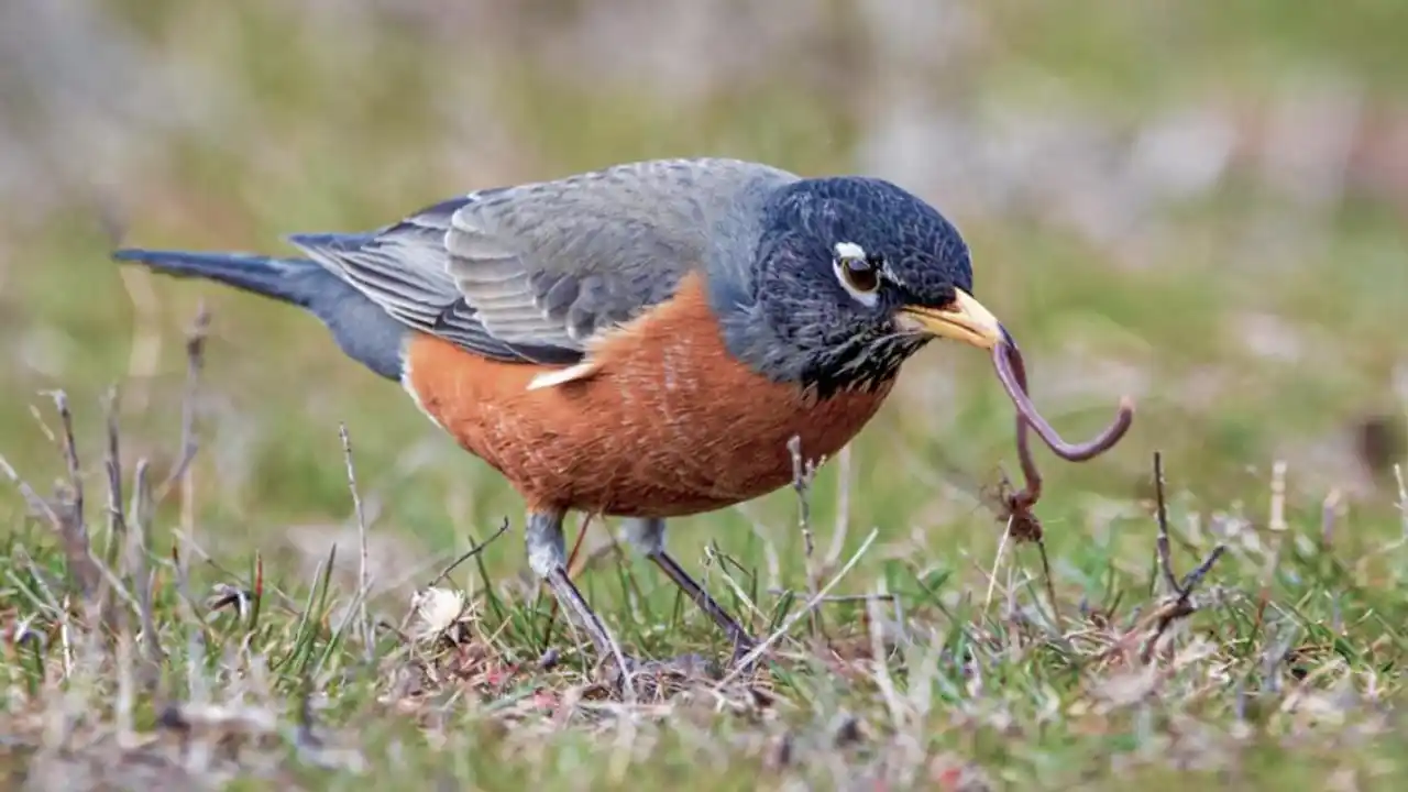 When Can Baby Robins Feed Themselves? 1 What Robins eat