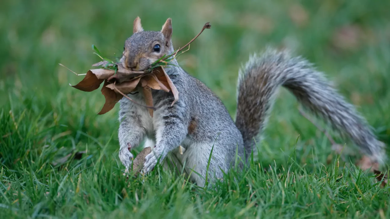 Why Do Squirrels Need Tails