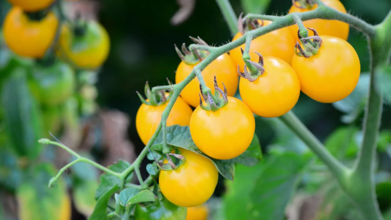 21 Yellow Fruits – Some May be New to You! 21 Yellow Cherry 1