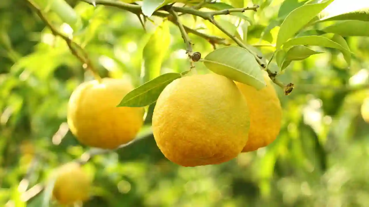 21 Yellow Fruits – Some May be New to You! 20 Yuzu 2
