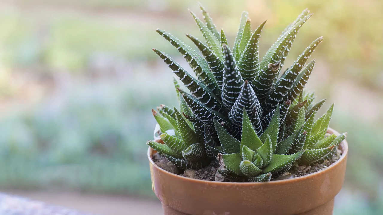 Zebra Haworthia