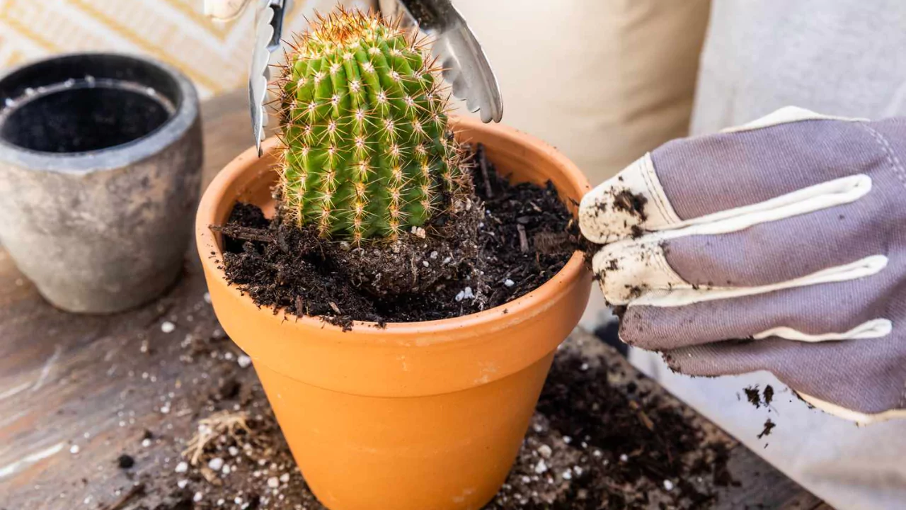 cactus soil