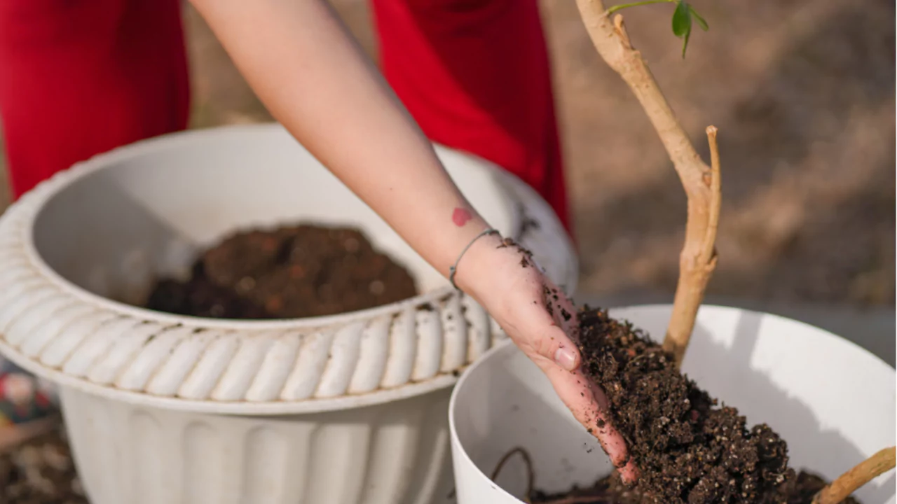 grow olive trees is in a pot