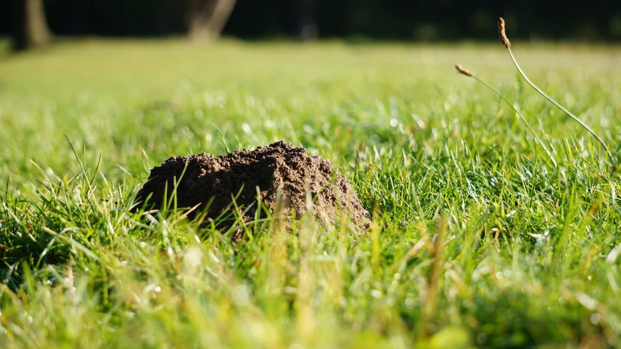 Complete Guide to Garden Moles