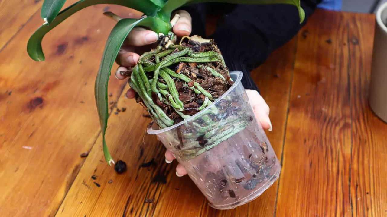 repot my Orchid