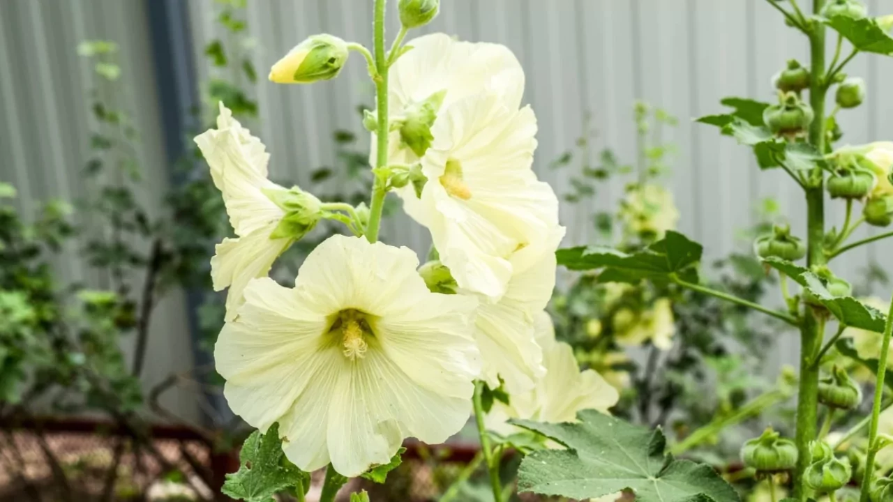 Can Hollyhocks Be Grown In Pots? 2 yellow Hollyhocks flower 1