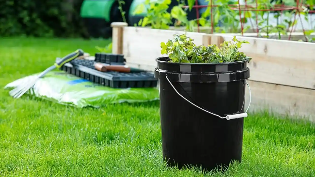 How to Plant and Grow Potatoes in a 5-Gallon Bucket 5 5 gallon buckets