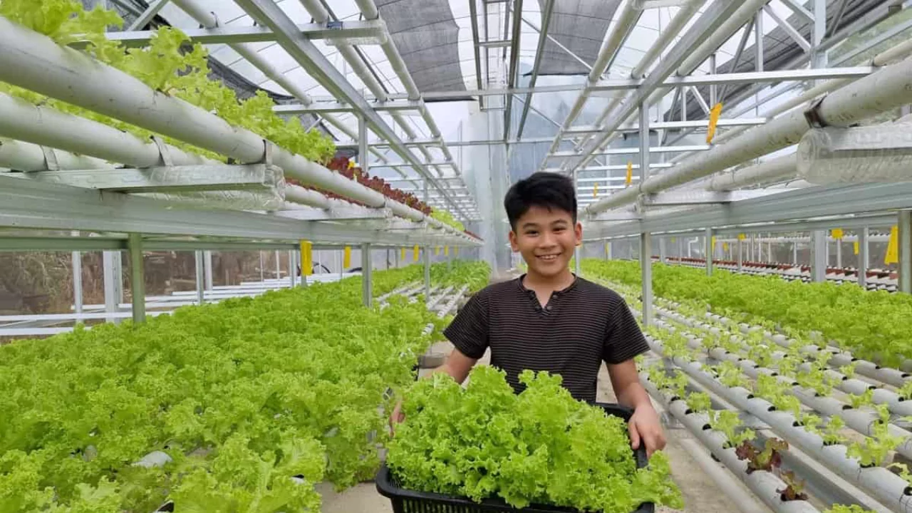 Aeroponic gardening 1
