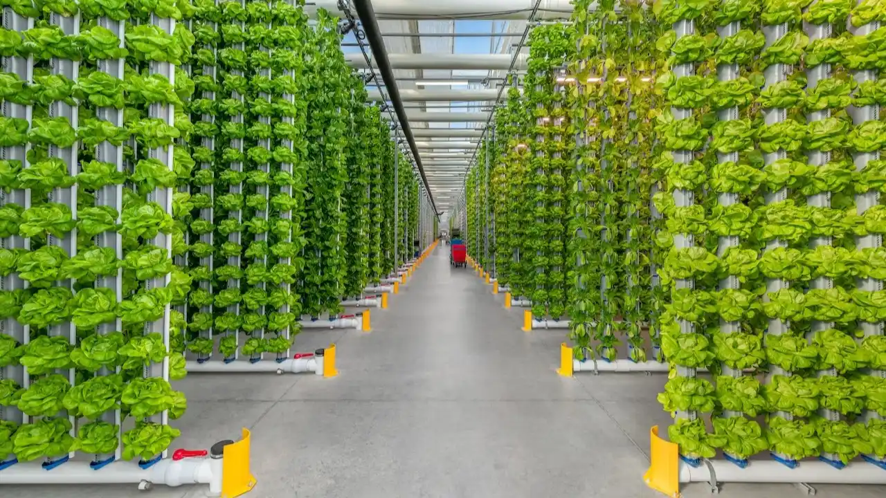 Aeroponics System