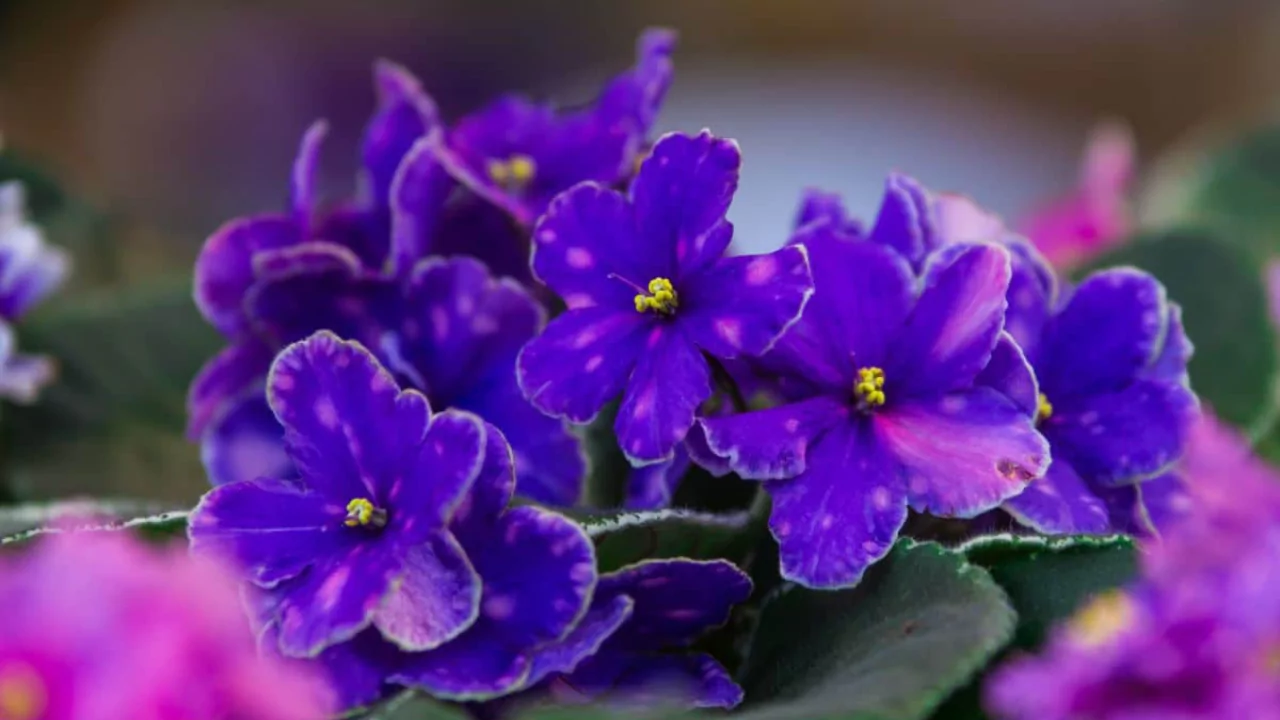 4 Best African Violet Fertilizers 2 African violet in the sunshine 2