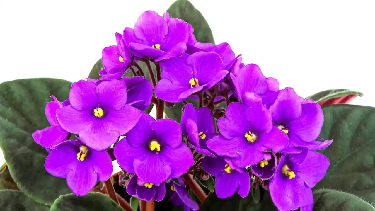 4 Best African Violet Fertilizers 1 African violet
