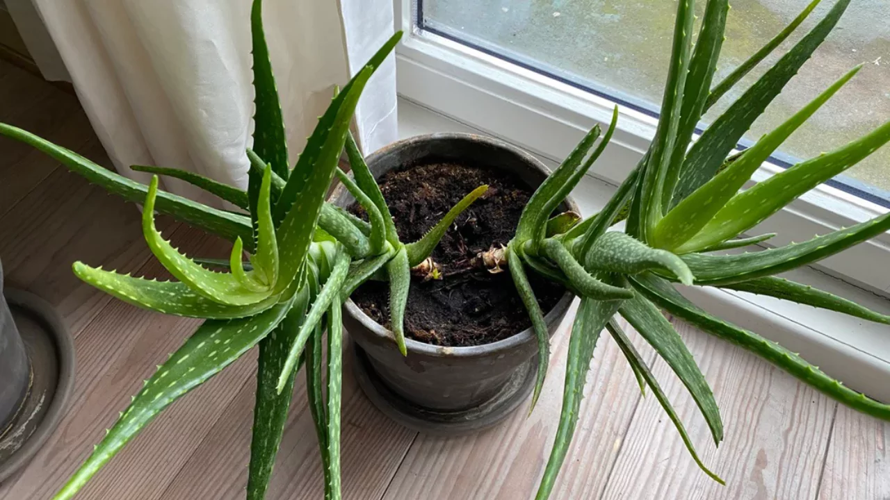 How Fast Does Aloe Vera Grow? 4 Aloe vera fertilizer