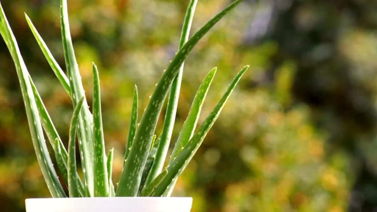 How Fast Does Aloe Vera Grow? 3 Aloe vera partial sunlight