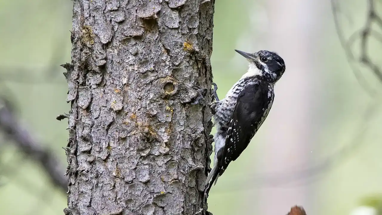 Everything You Need To Know About Woodpeckers In Wisconsin 14 American Three Toed Woodpeckers