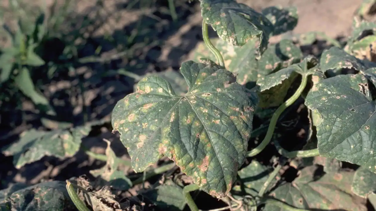 Angular leaf spot