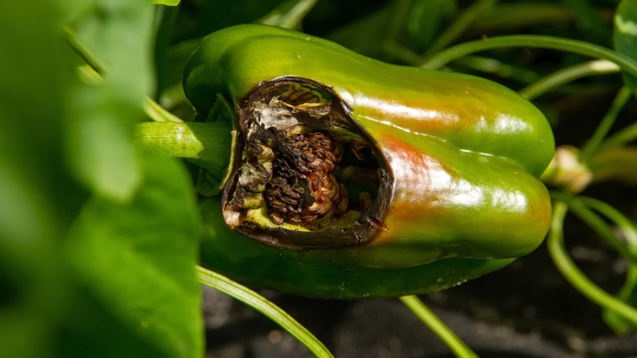 Anthracnose