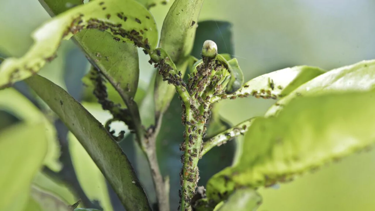 Aphids