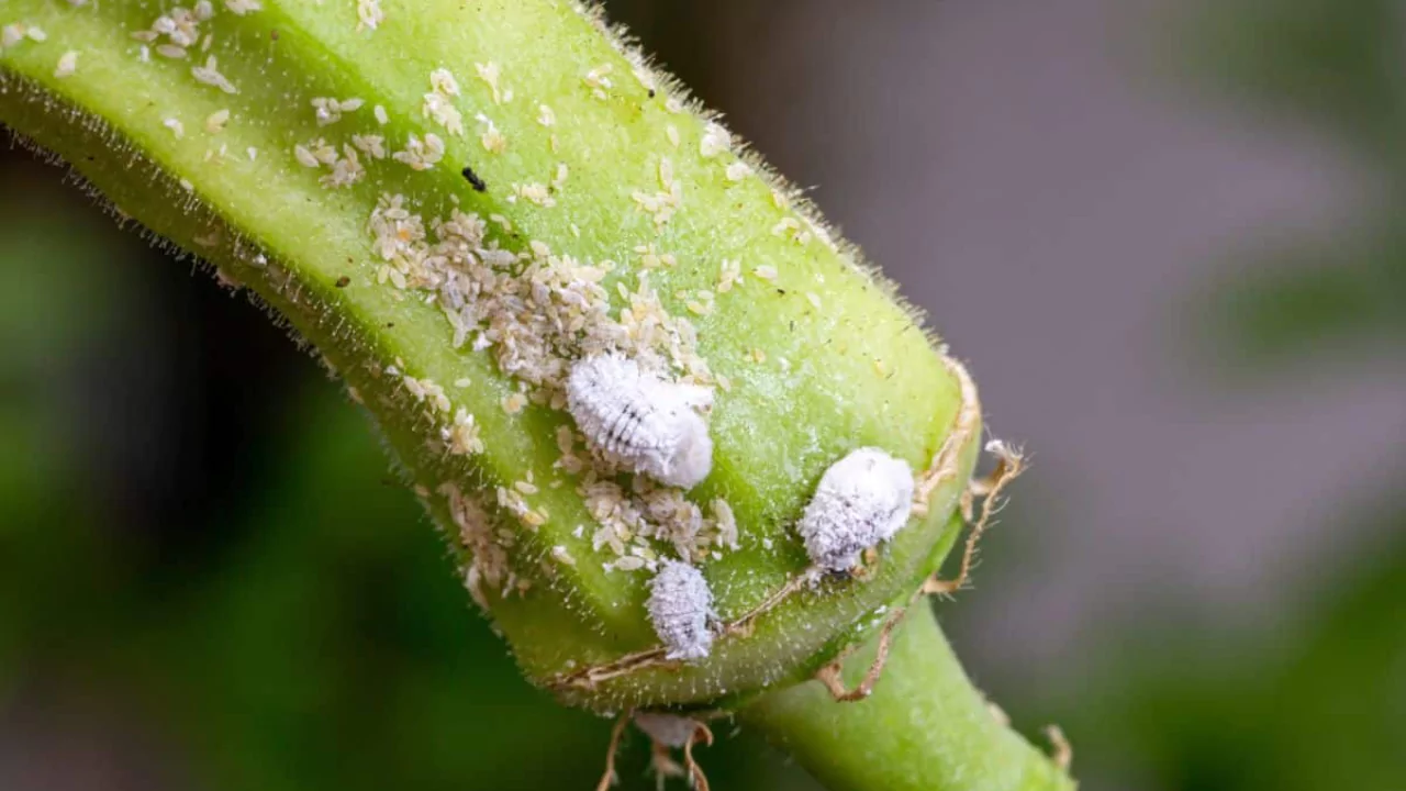 A Comprehensive Hinoki Cypress Bonsai Care Guide 5 Are mealybugs harmful to people or plants