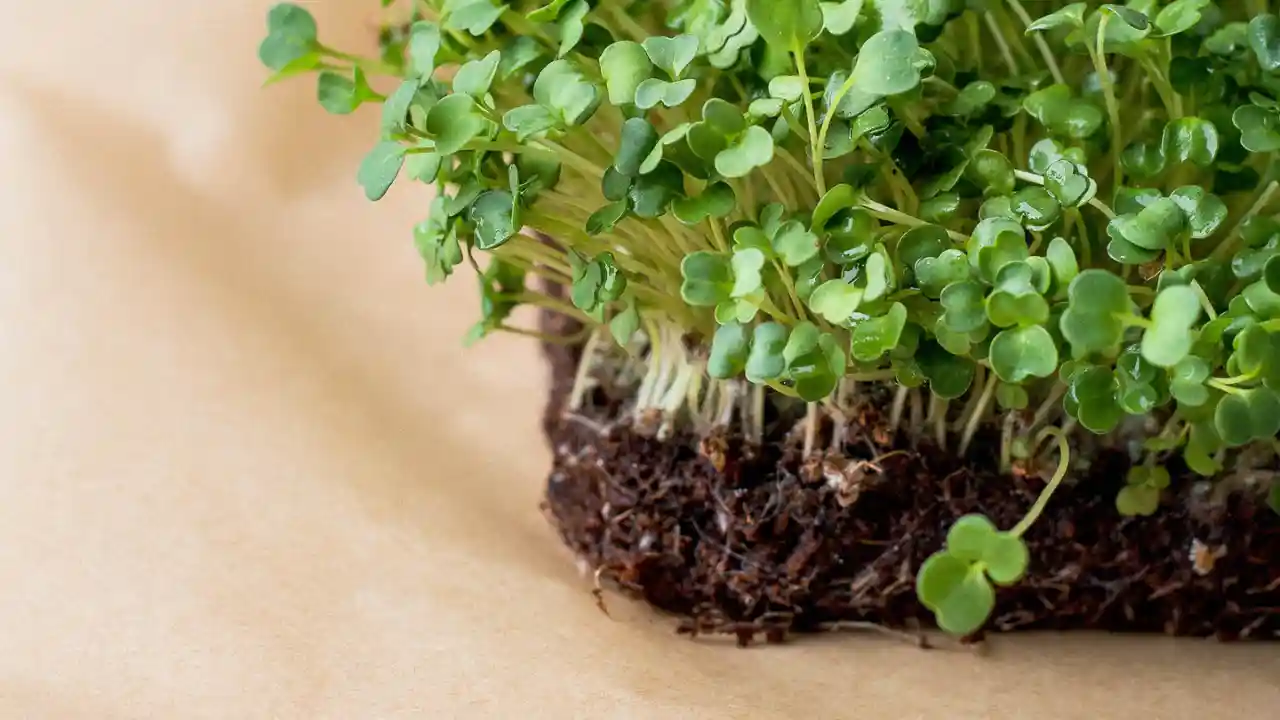Arugula Microgreens Vs Arugula 1 Arugula Microgreens