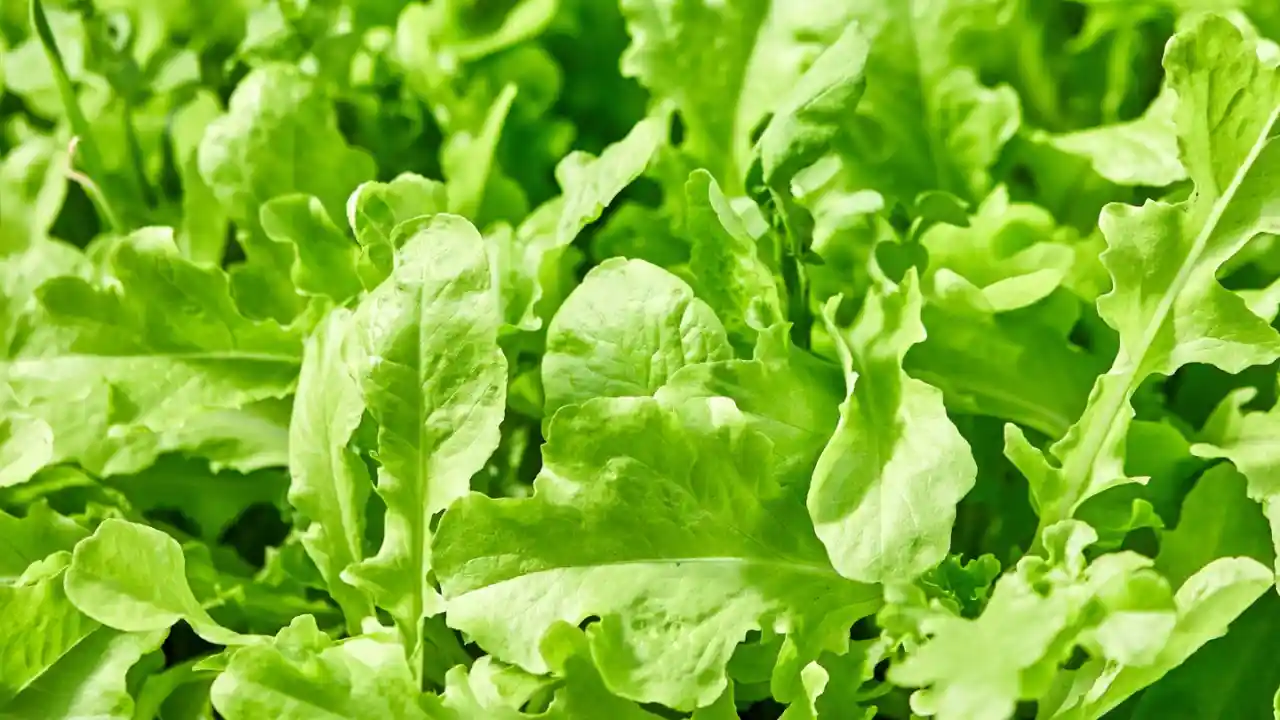 Arugula Microgreens Vs Arugula 2 Arugula