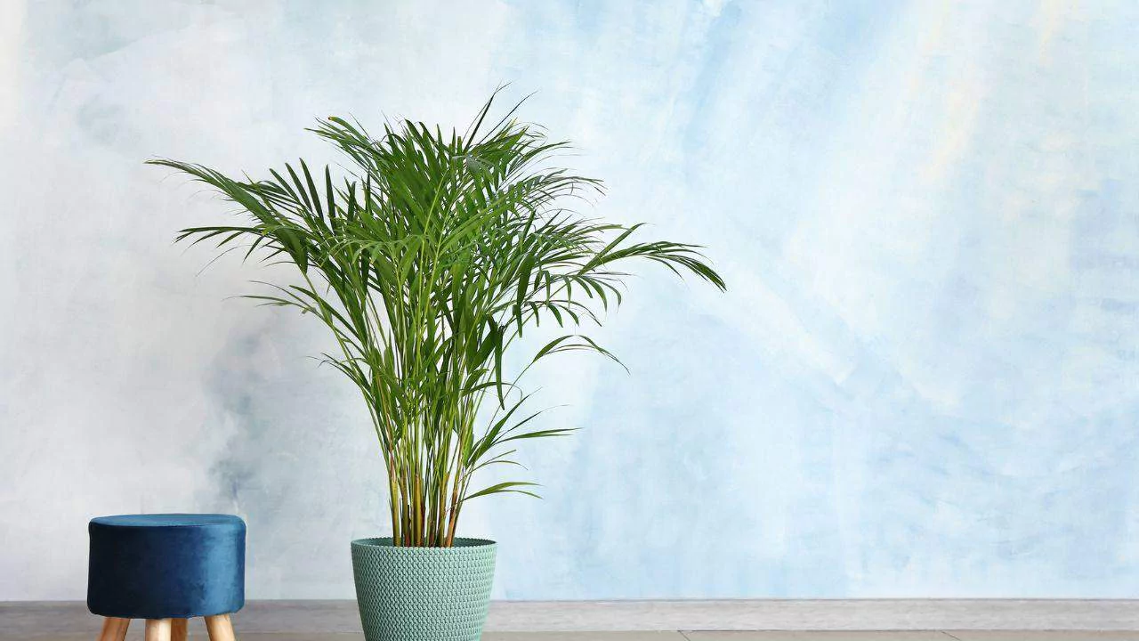 Areca Palm Drooping – Here’s What to Do