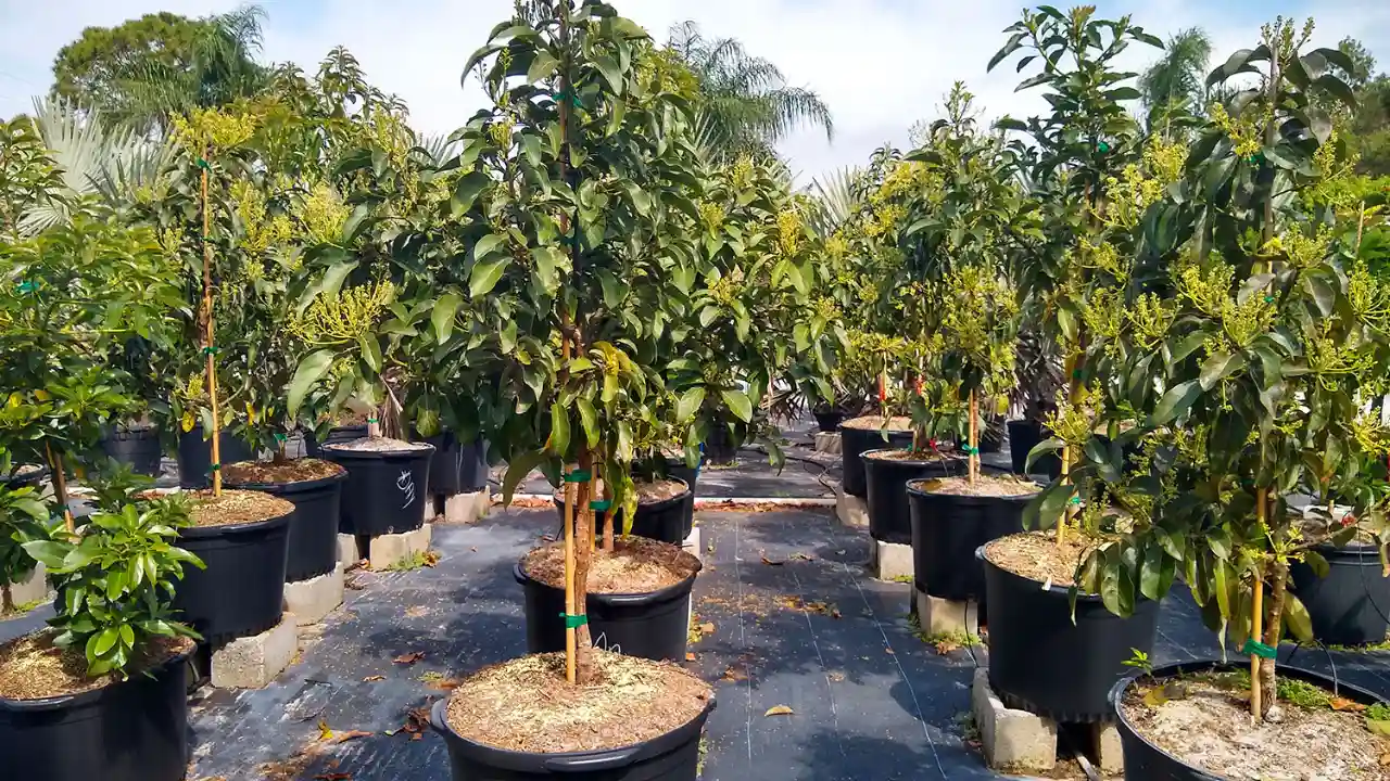 Avocado trees