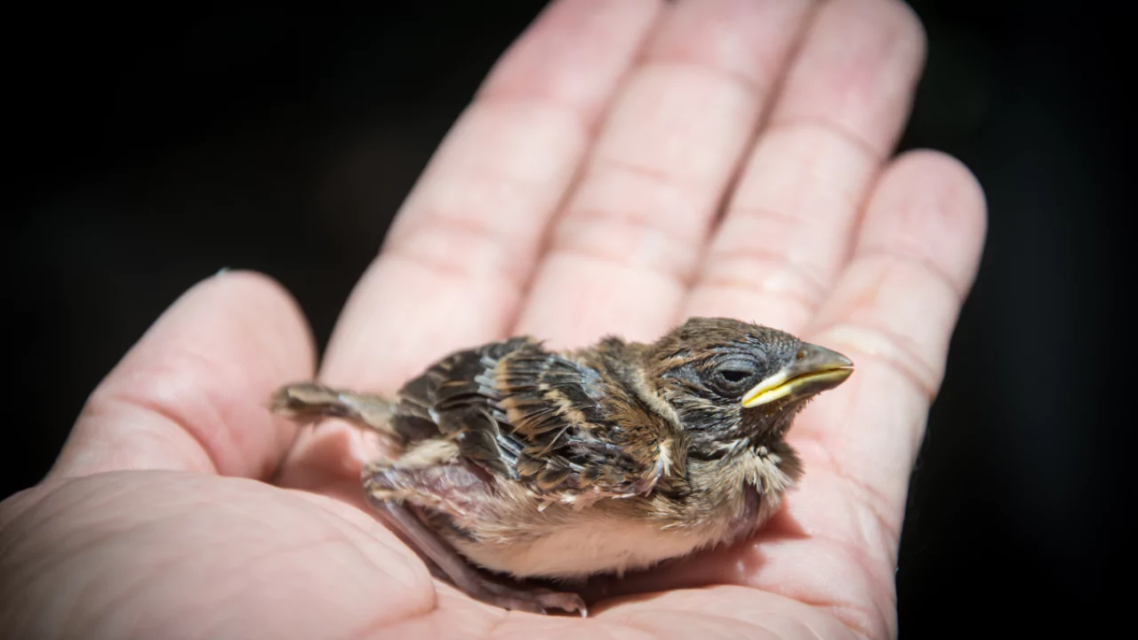 How Do You Get a Baby Bird to Open Its Mouth