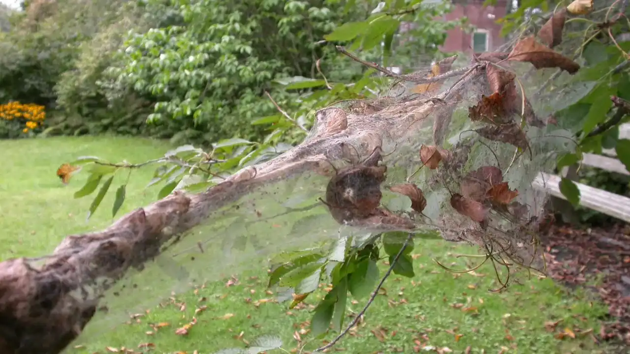 What Eats Bagworms? Are They Harmful? 2 Bagworm infestation