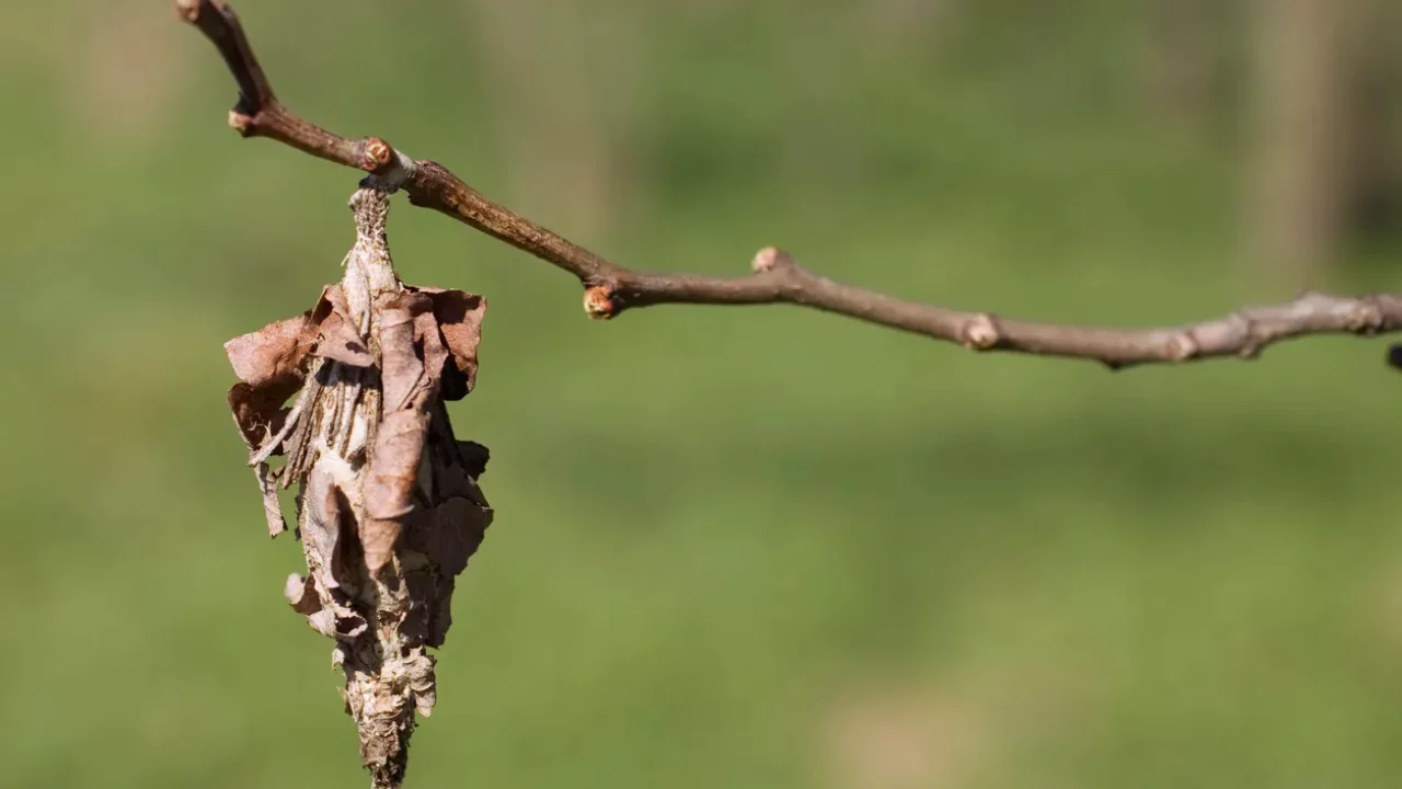 What Eats Bagworms? Are They Harmful? 3 Bagworm is harmful to plants