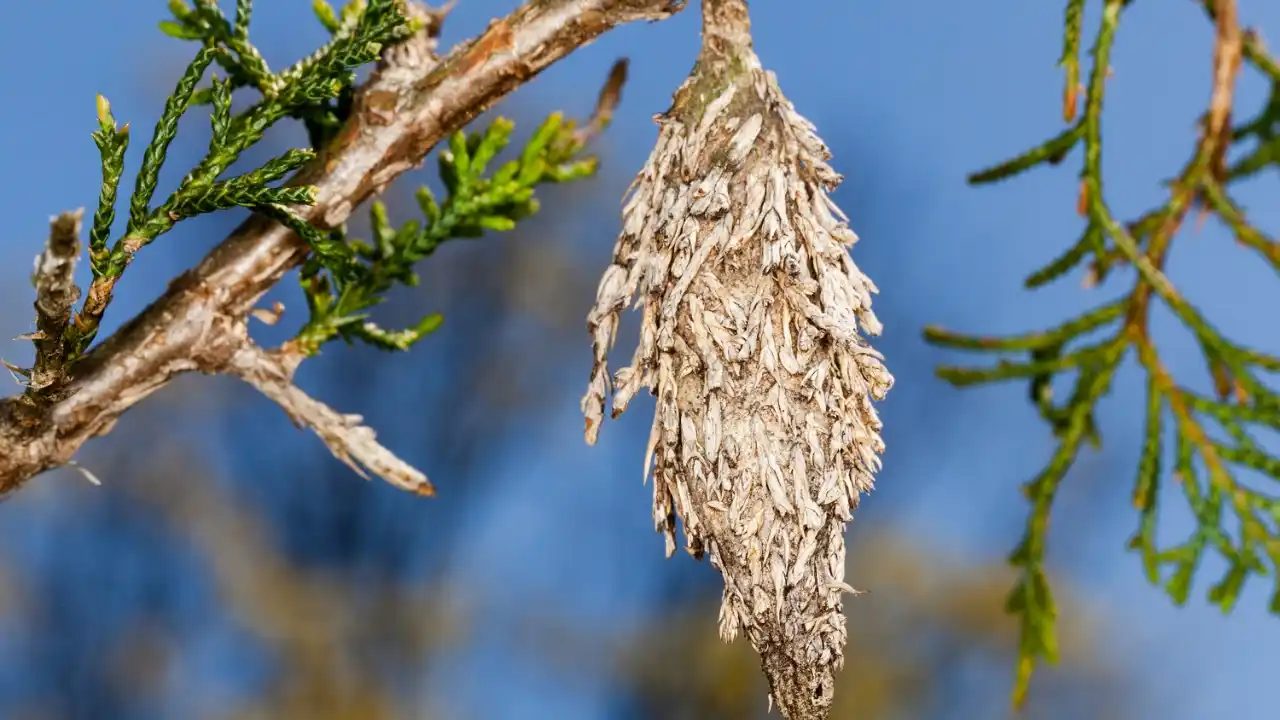 What Eats Bagworms? Are They Harmful? 1 Bagworms problems